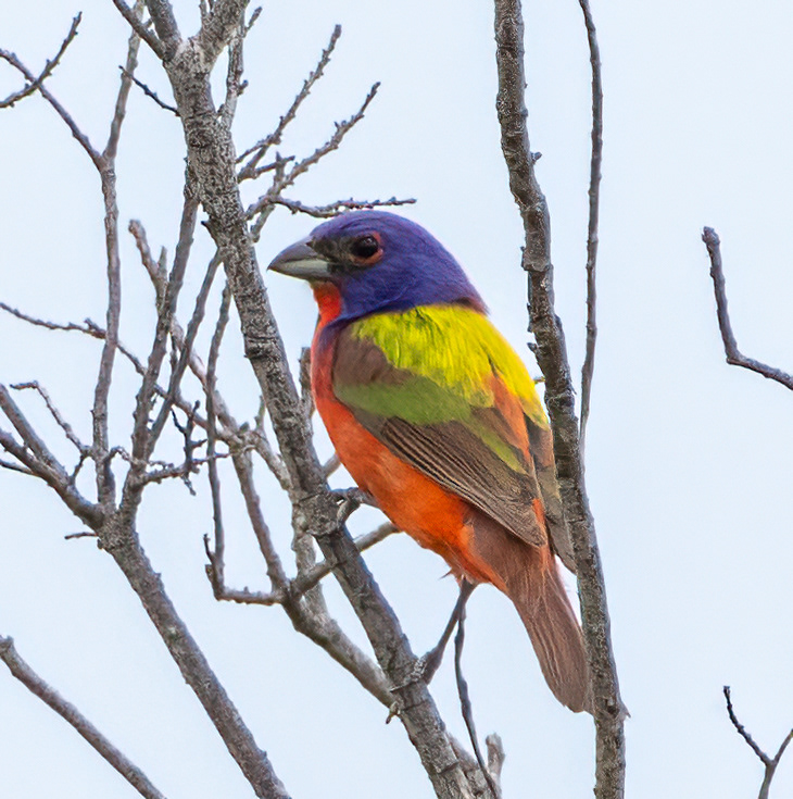 Painted Bunting