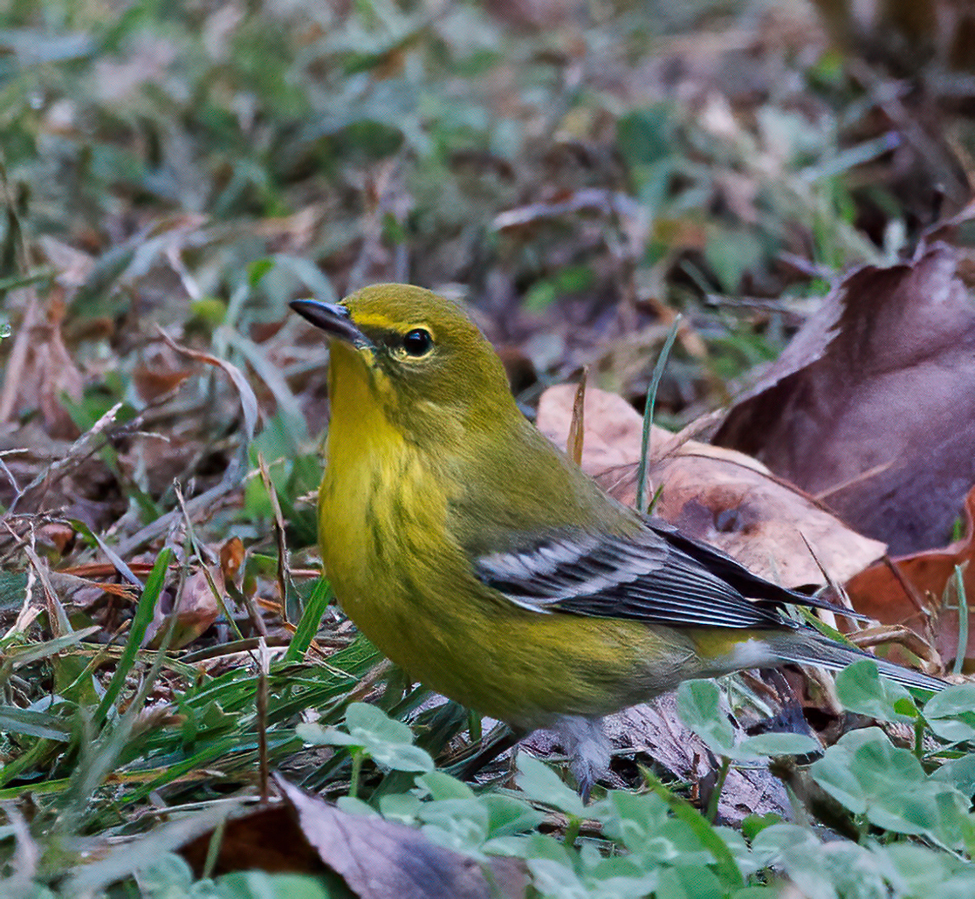Pine Warbler