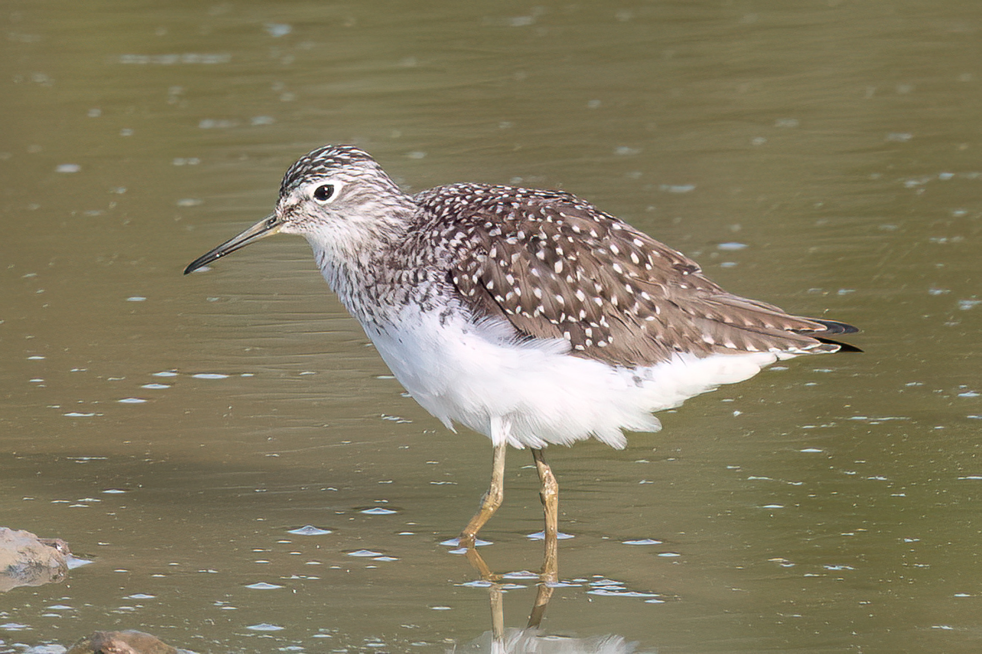 Solitary Sandpiper