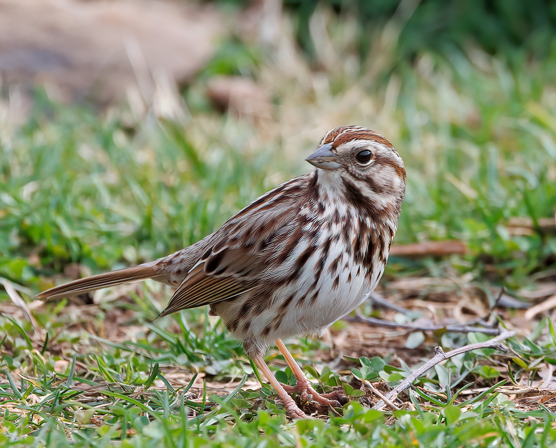Song Sparrow
