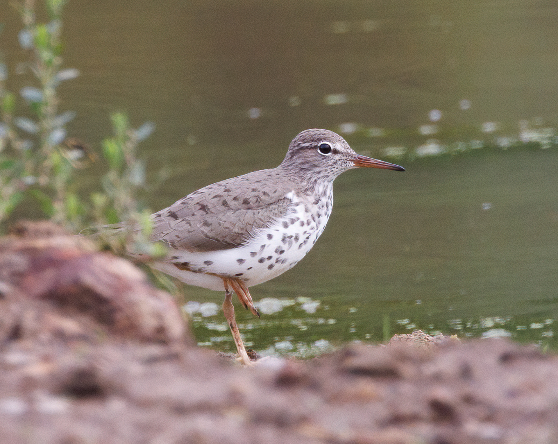 Spotted Sandpiper