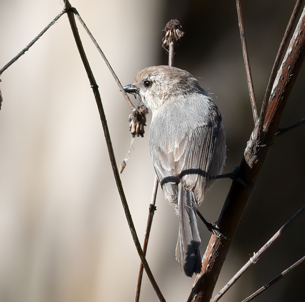 Bushtit