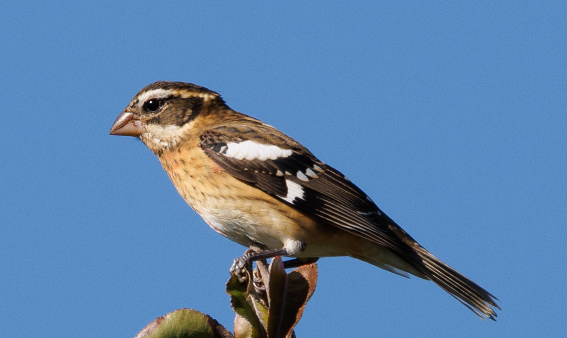 Black-headed Grosbeak