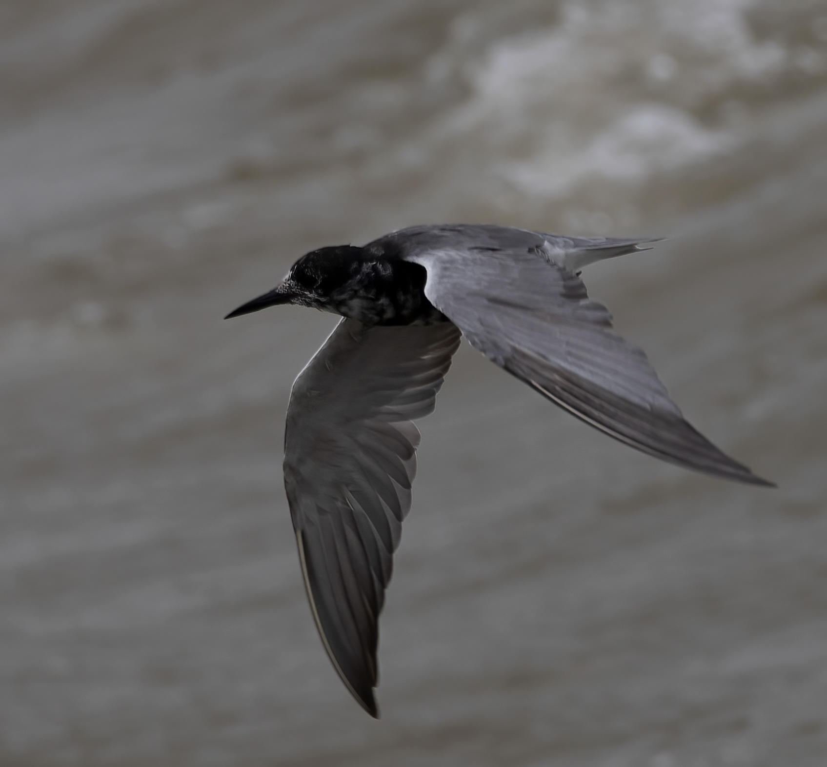 Black Tern