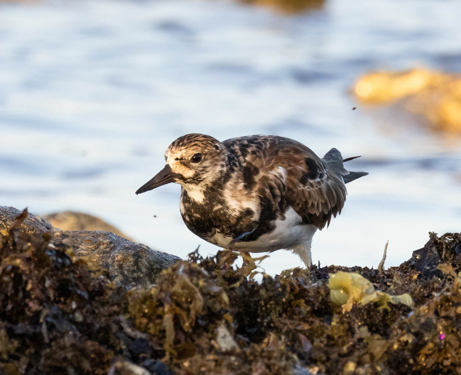 Ruddy Turnstone
