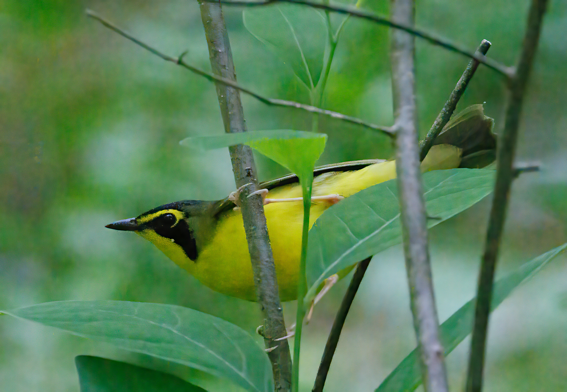 Kentucky Warbler