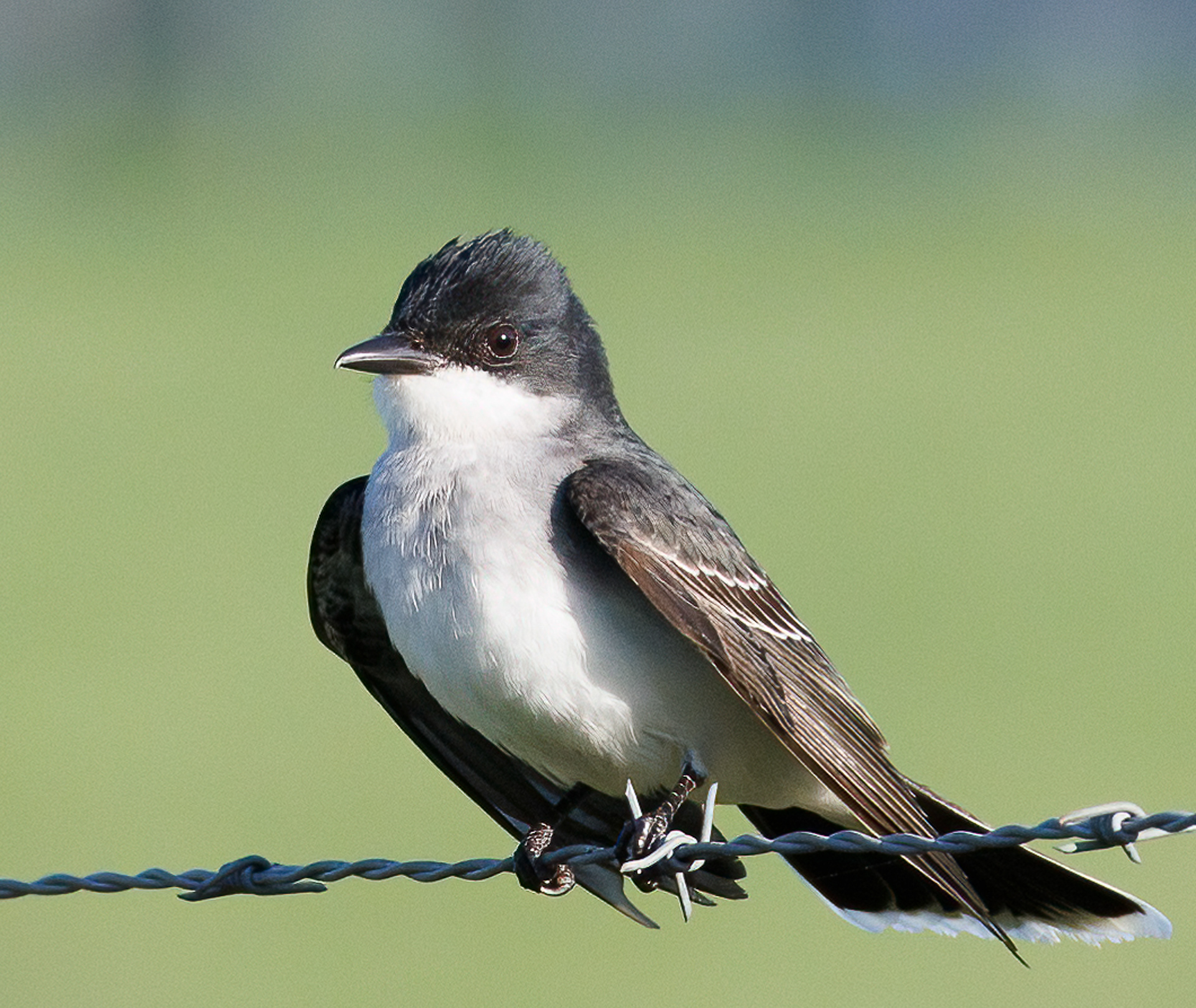 Eastern Kingbird
