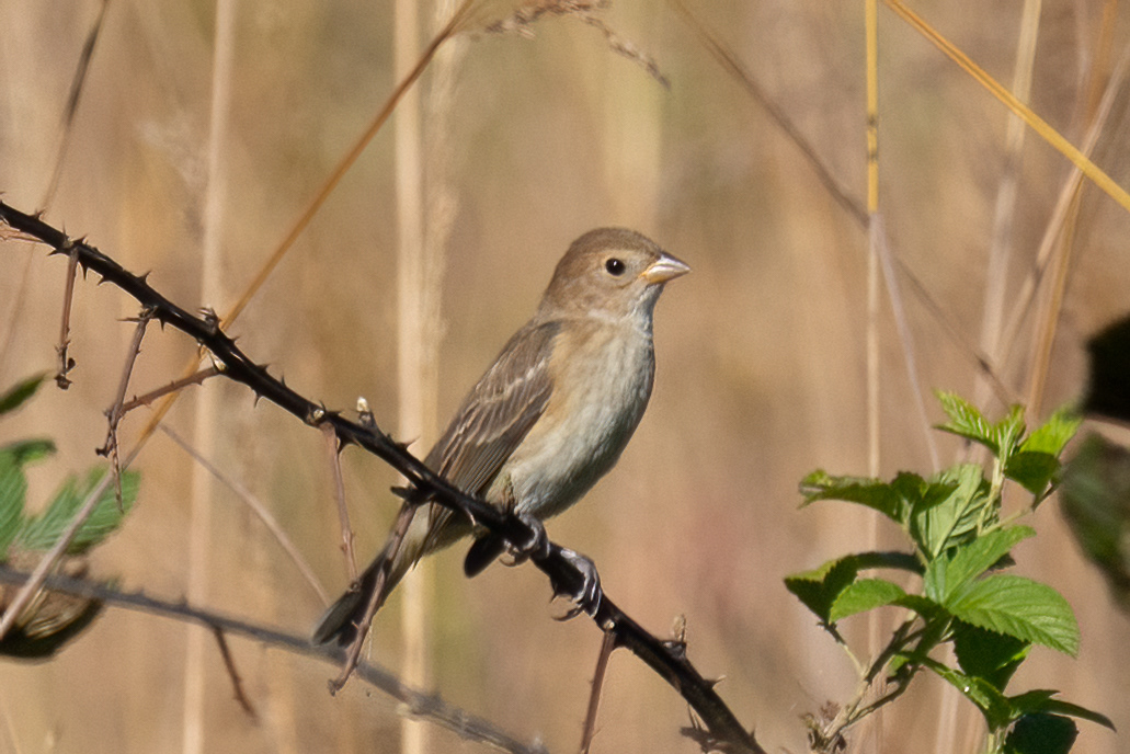 Indigo Bunting (off season)