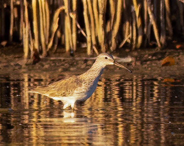 Stilt Sandpiper