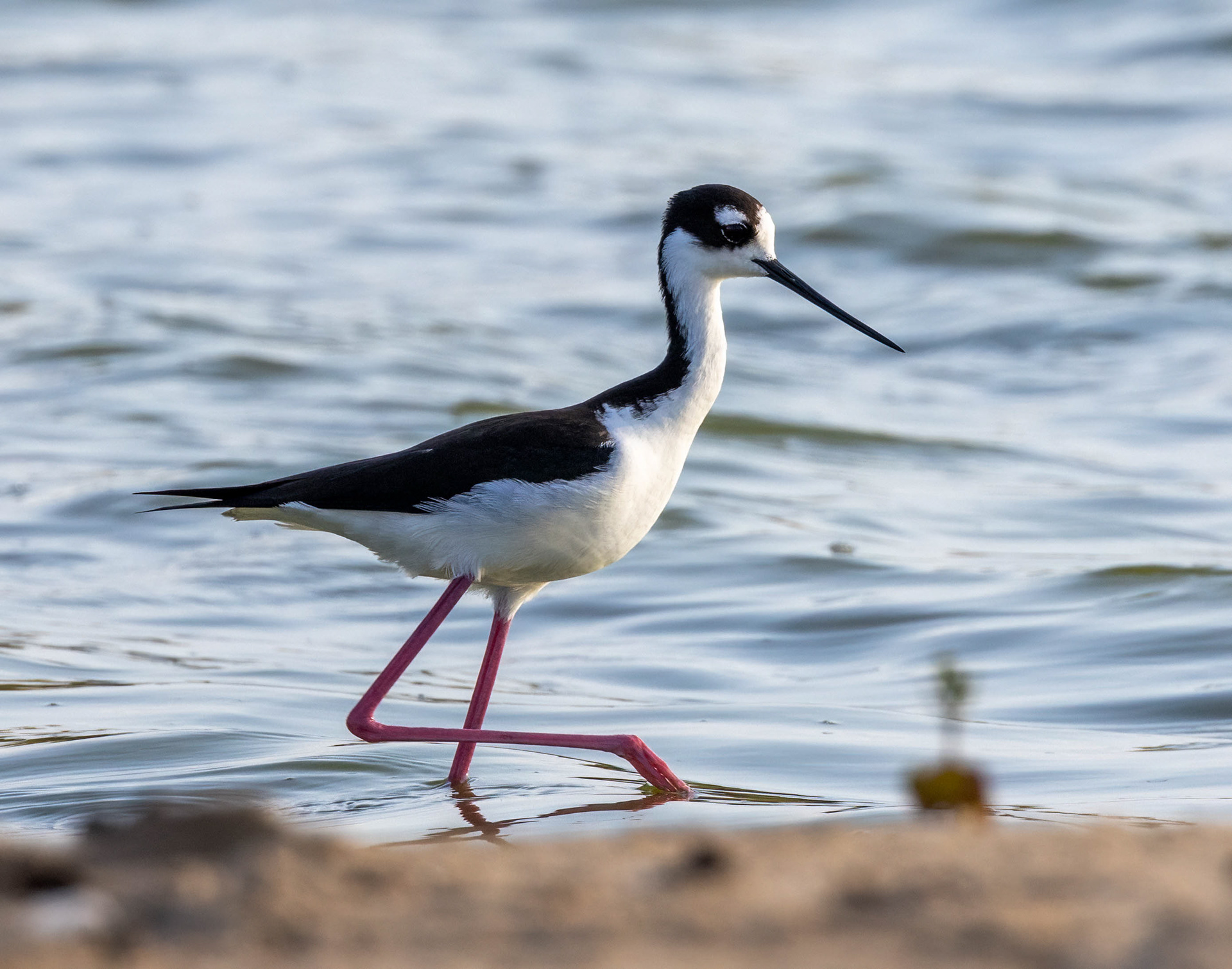 Black-necked Stilt