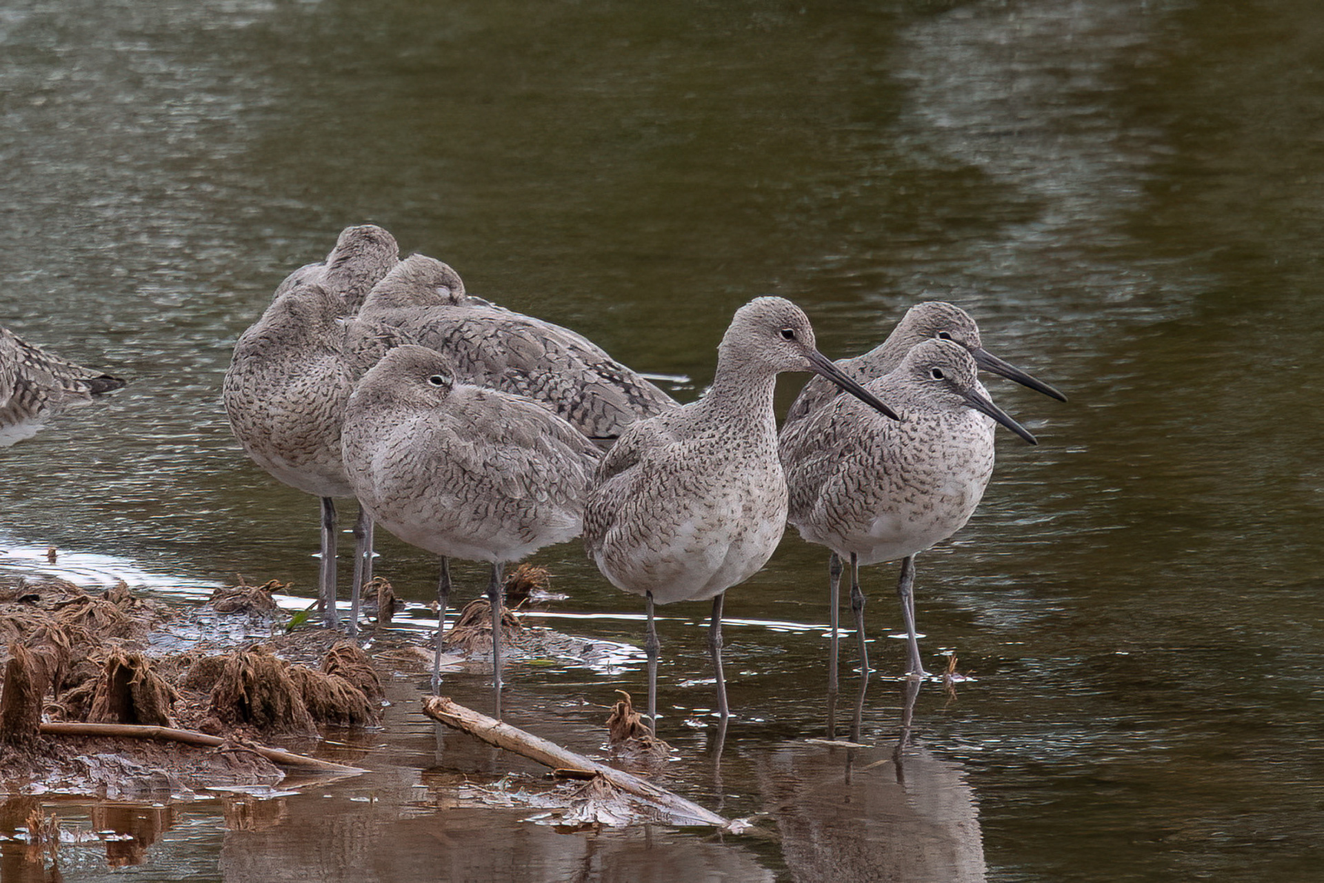Willet