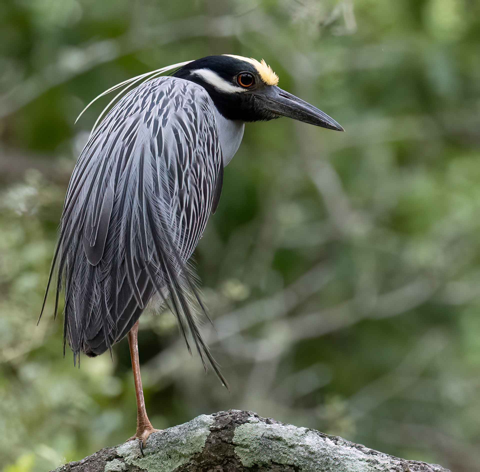 Yellow-crowned Night Heron
