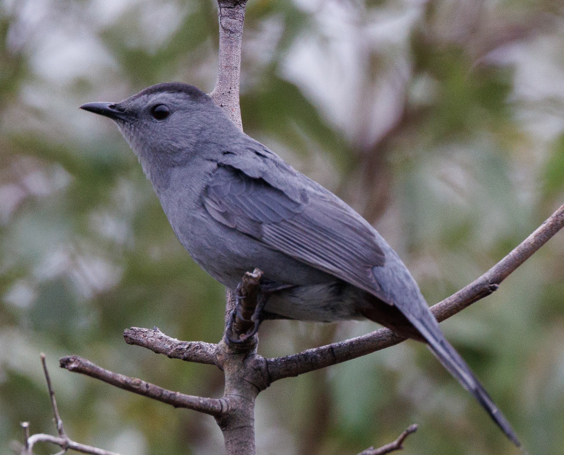 Gray Catbird
