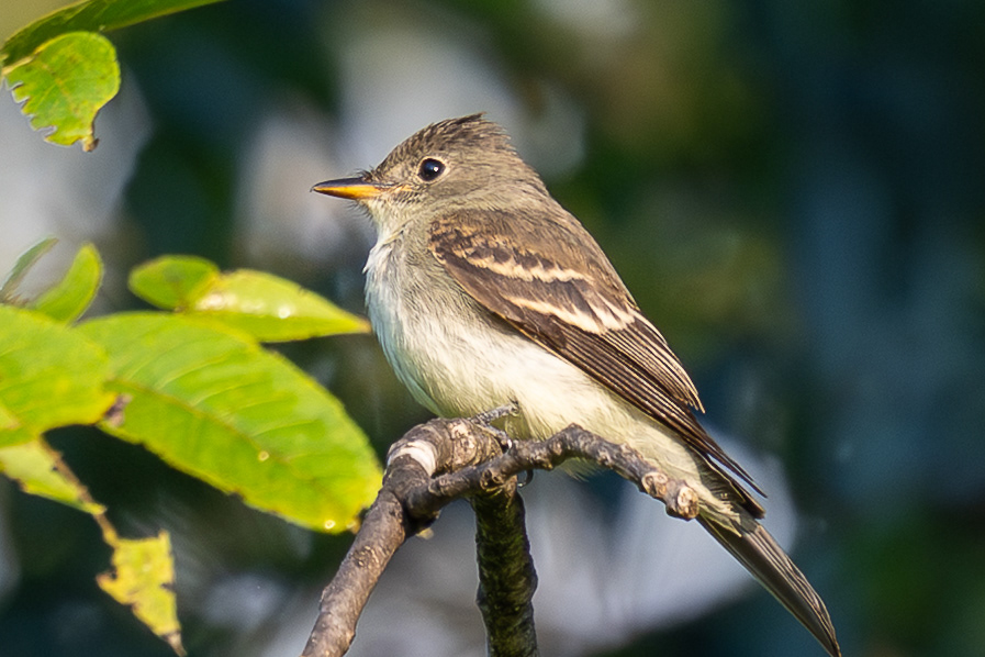 Eastern Wood-Pewee