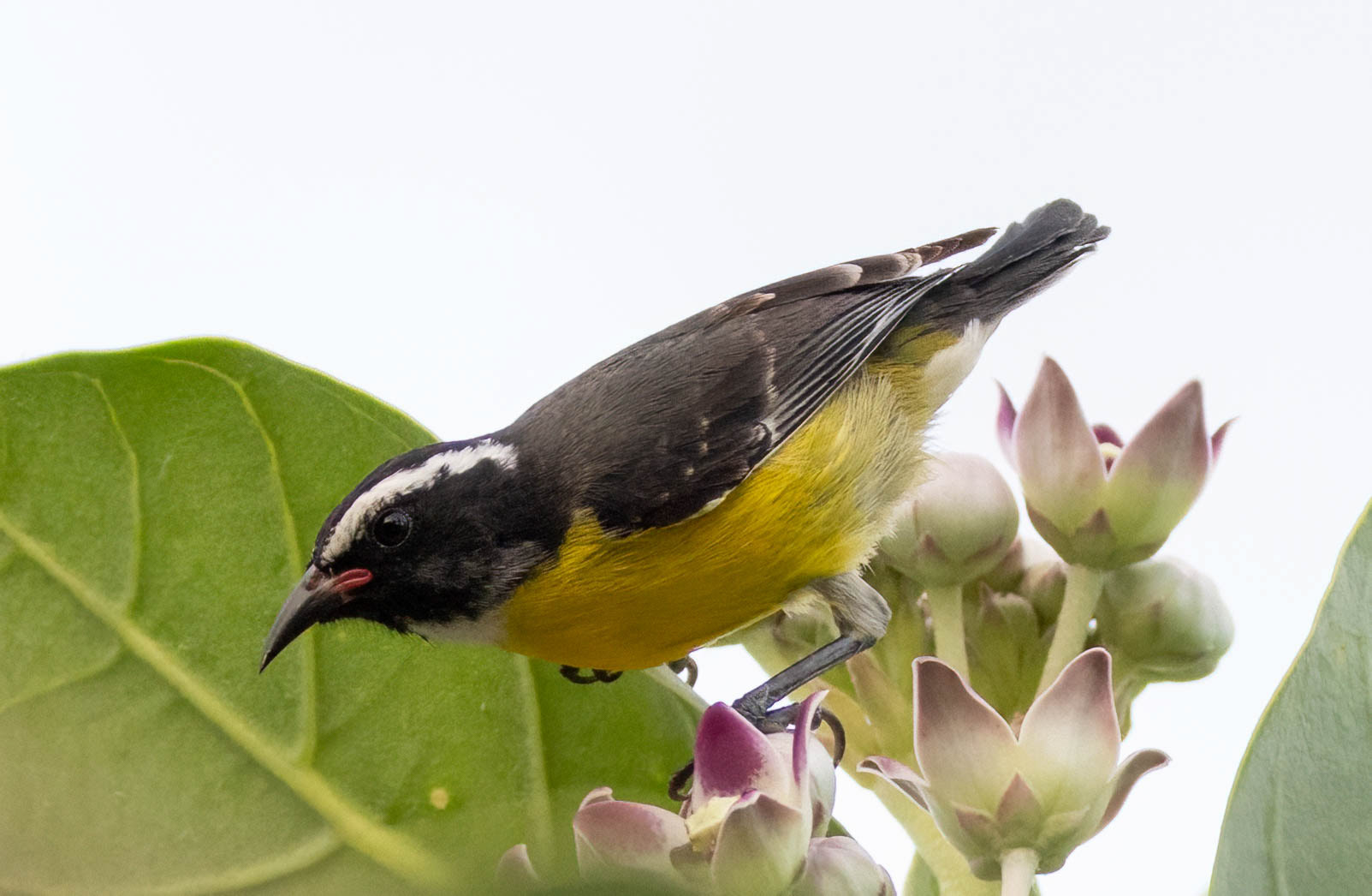 Bananaquit