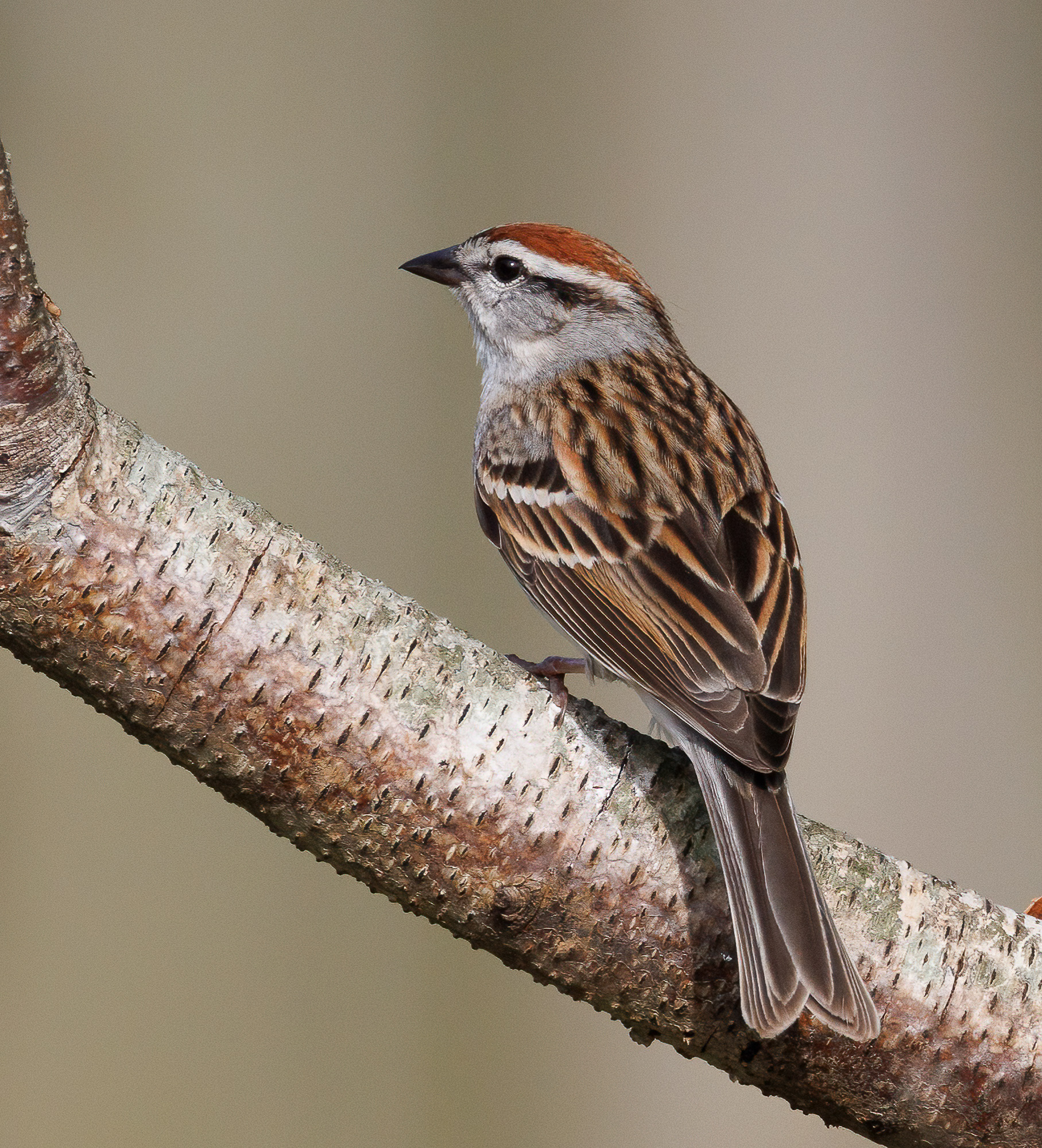 Chipping Sparrow