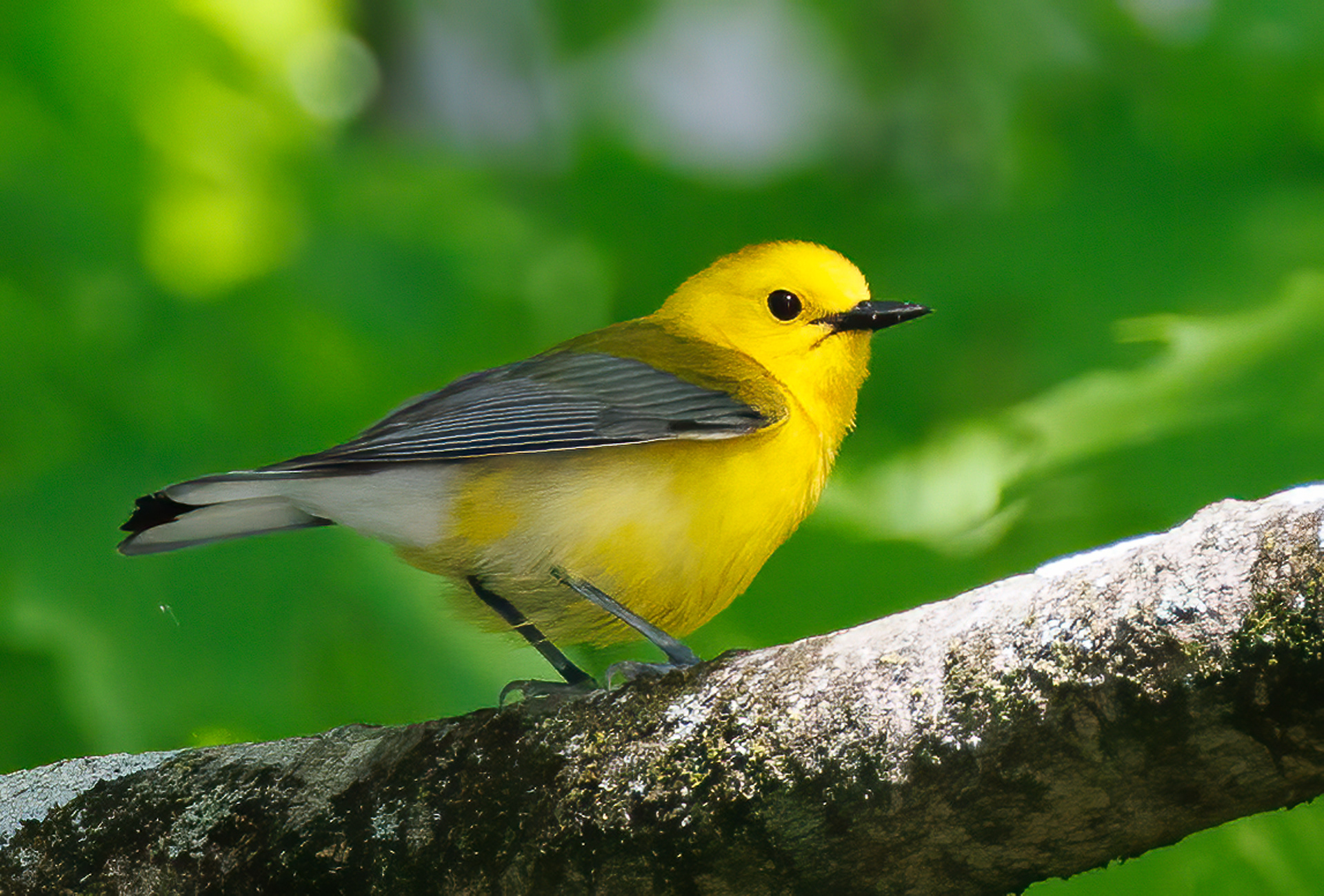Prothonotary Warbler
