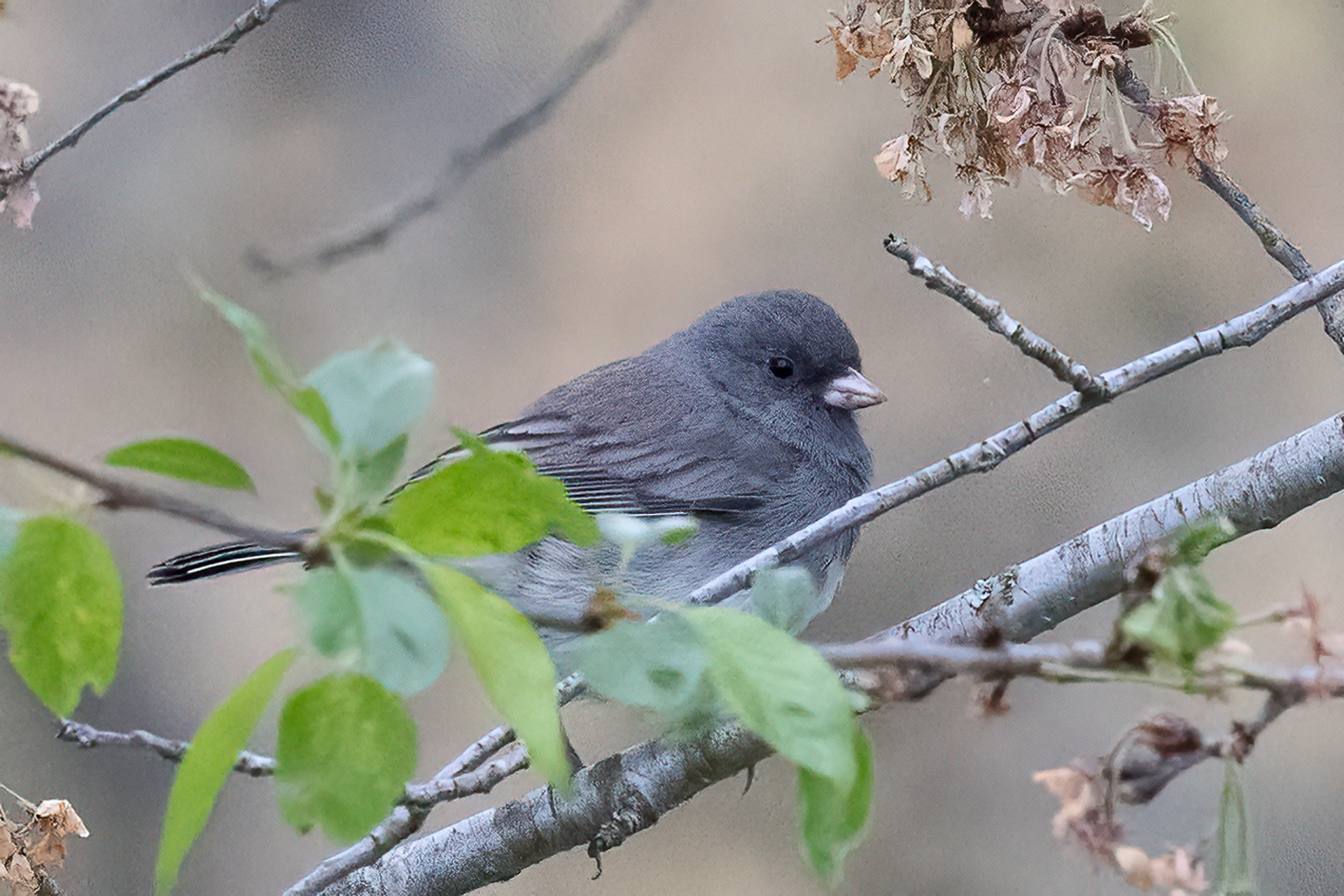 Dark-eyed Junco