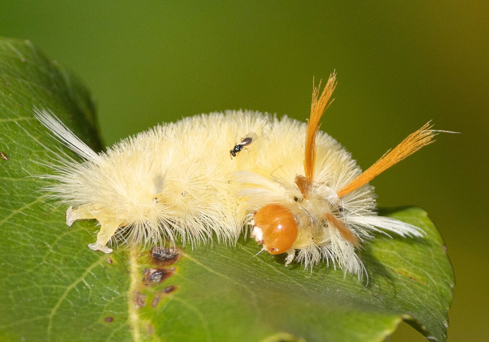 Sycamore Tussock Moth & Parasitoid Wasp