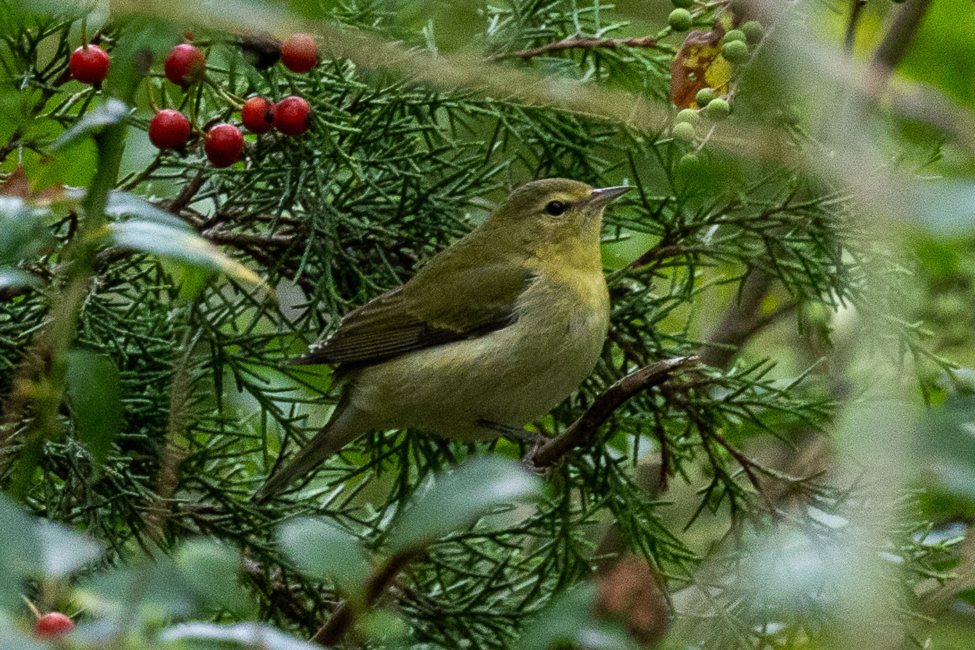 Tennessee Warbler
