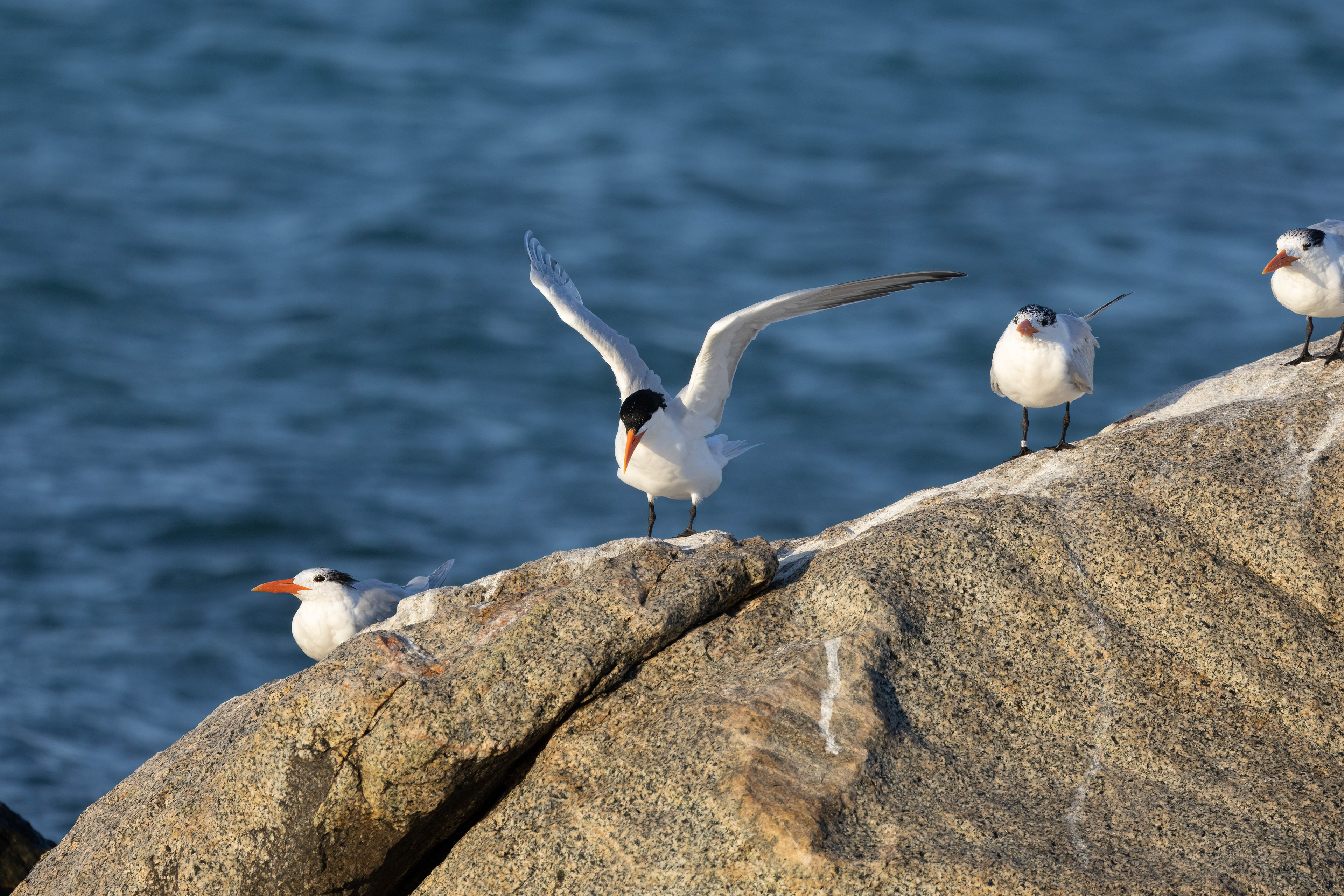 Royal Tern
