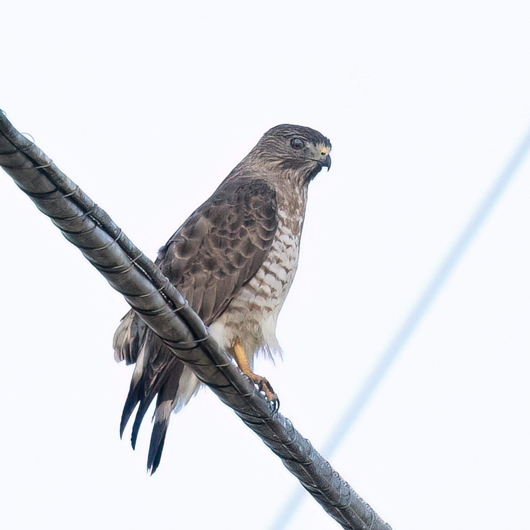 Broad-winged Hawk