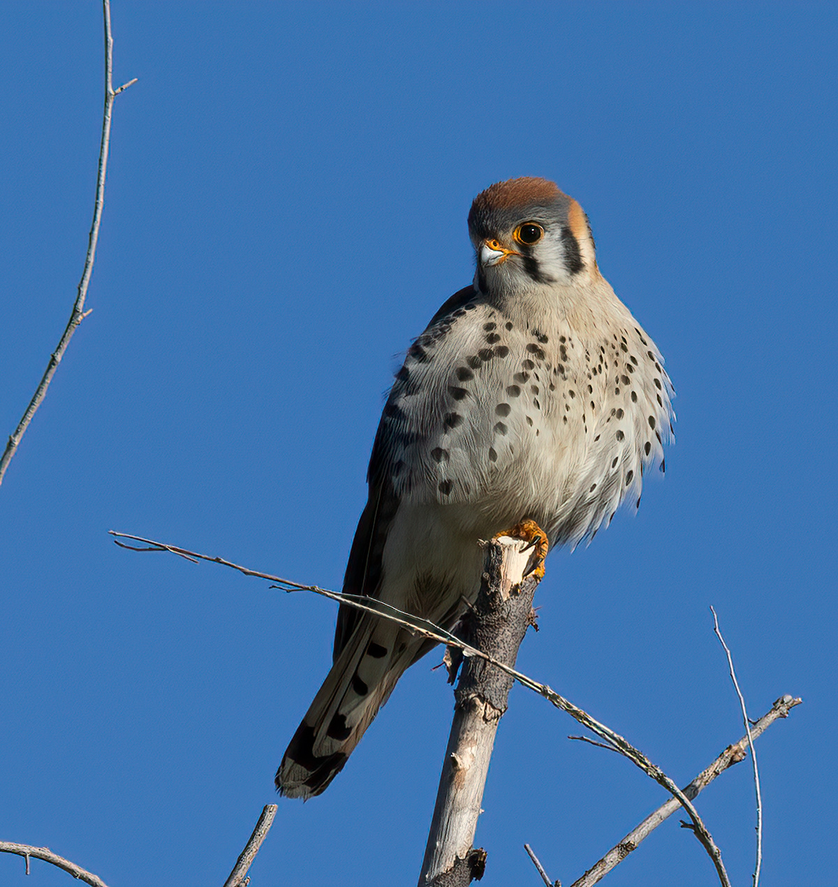 American Kestrel
