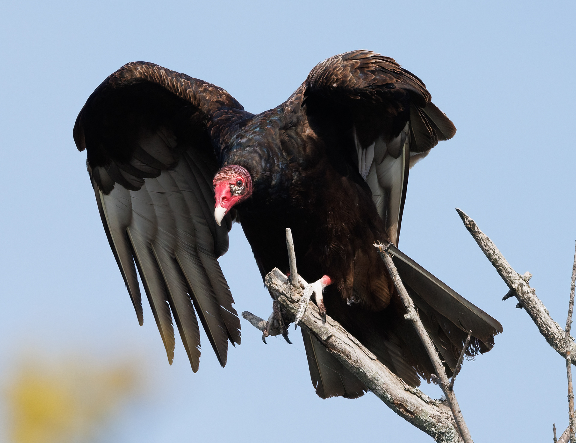 Turkey Vulture