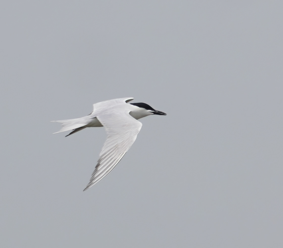 Gull-billed Tern