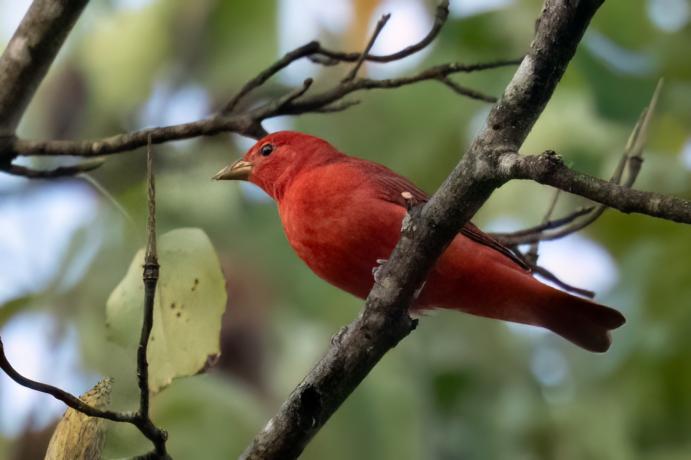 Summer Tanager