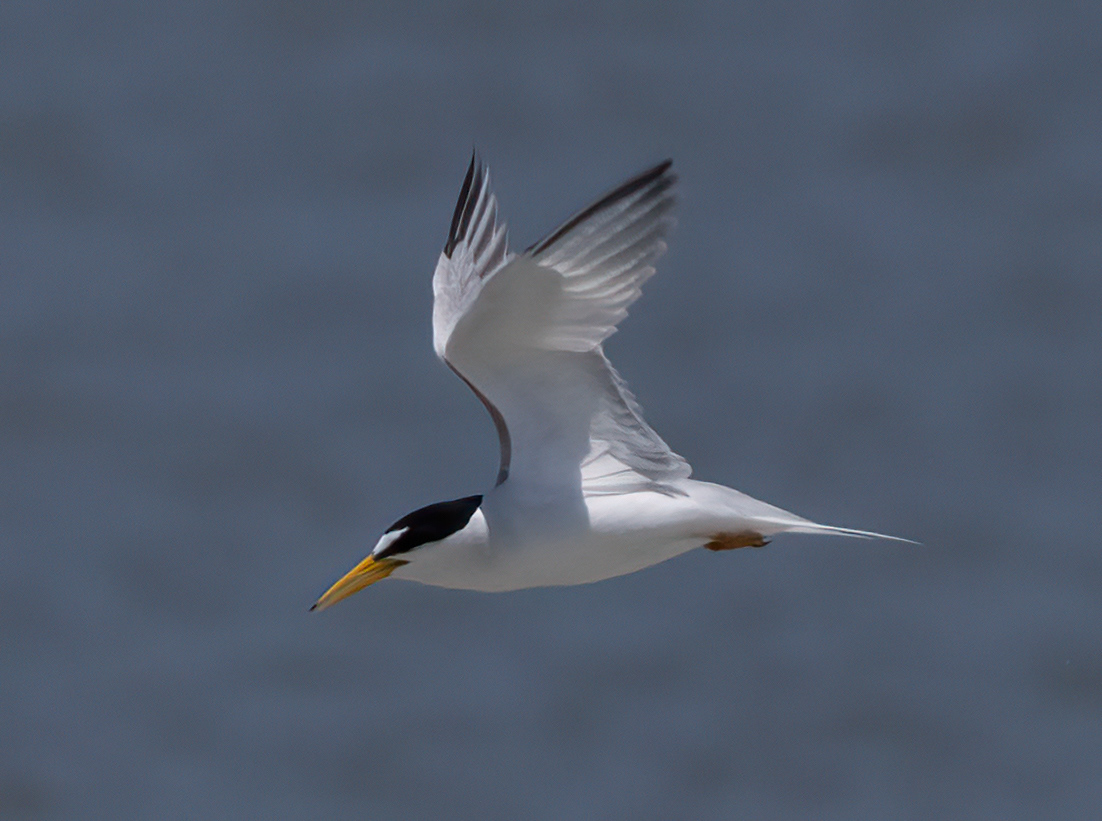 Least Tern