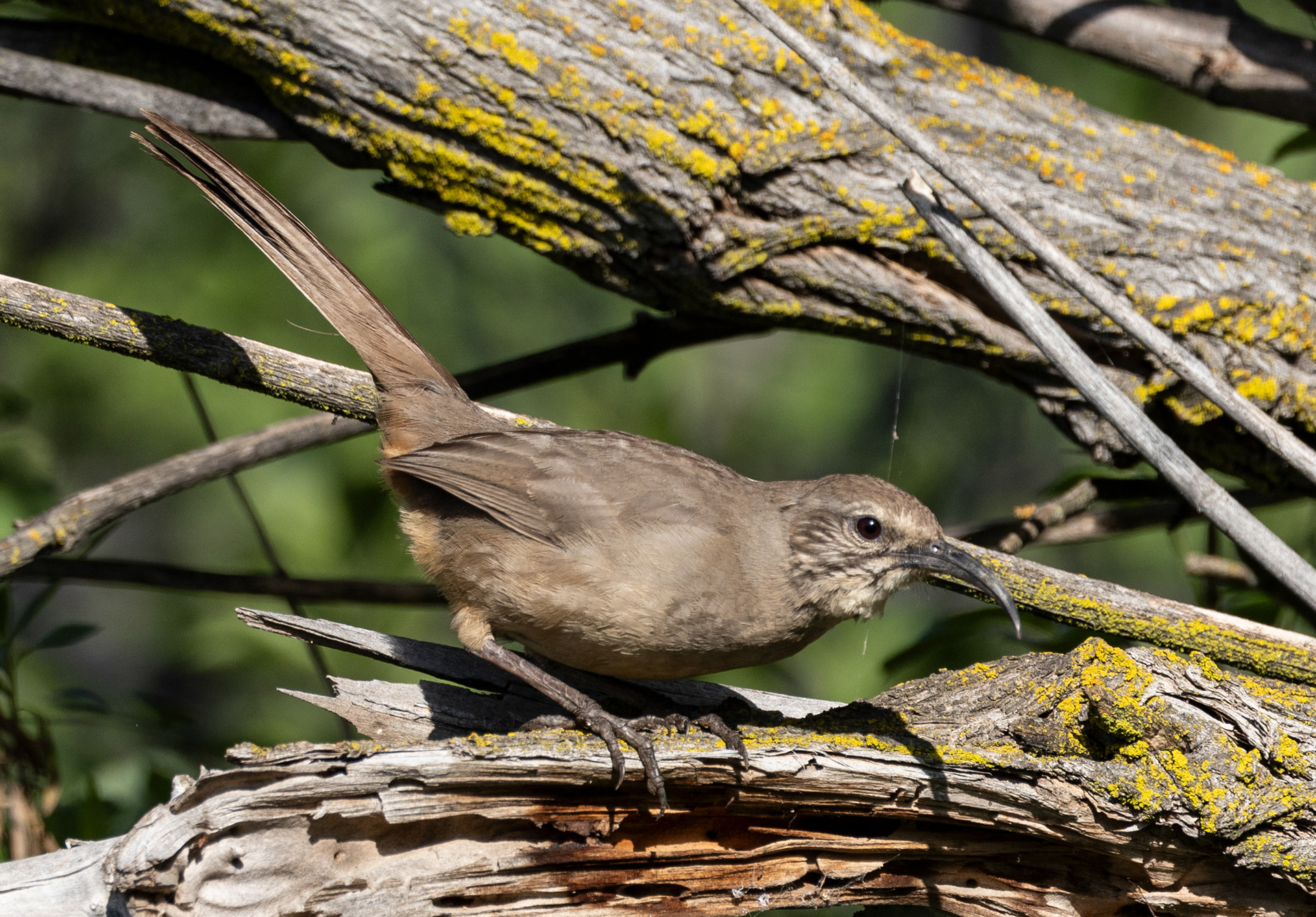California Thrasher
