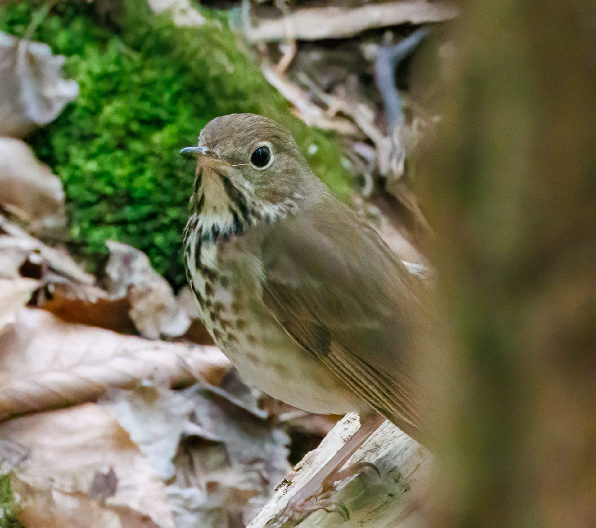 Hermit Thrush