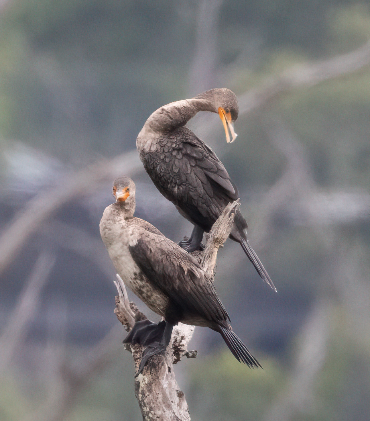 Double-crested Cormorant