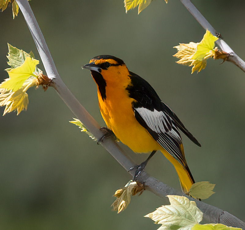 Bullock's Oriole