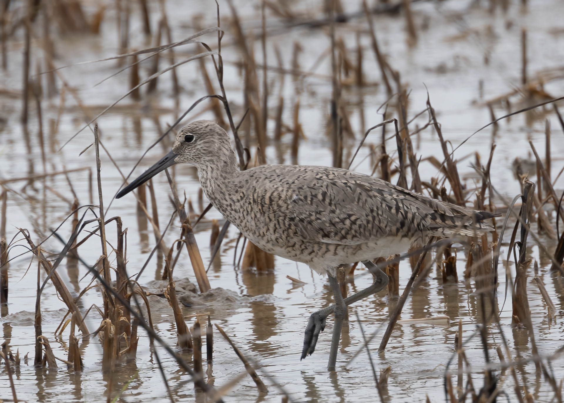 Willet