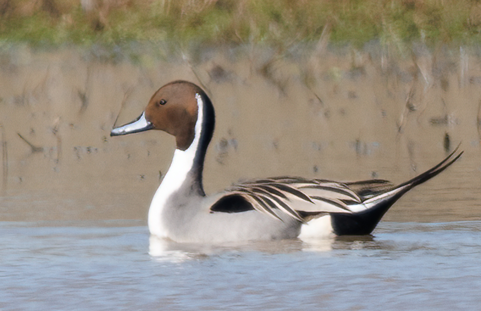 Northern Pintail