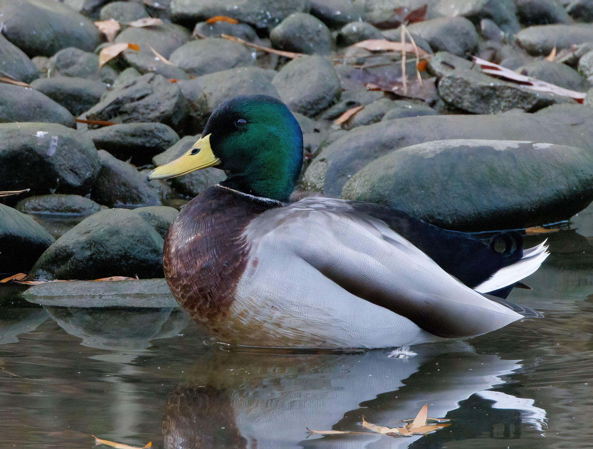 Mallard