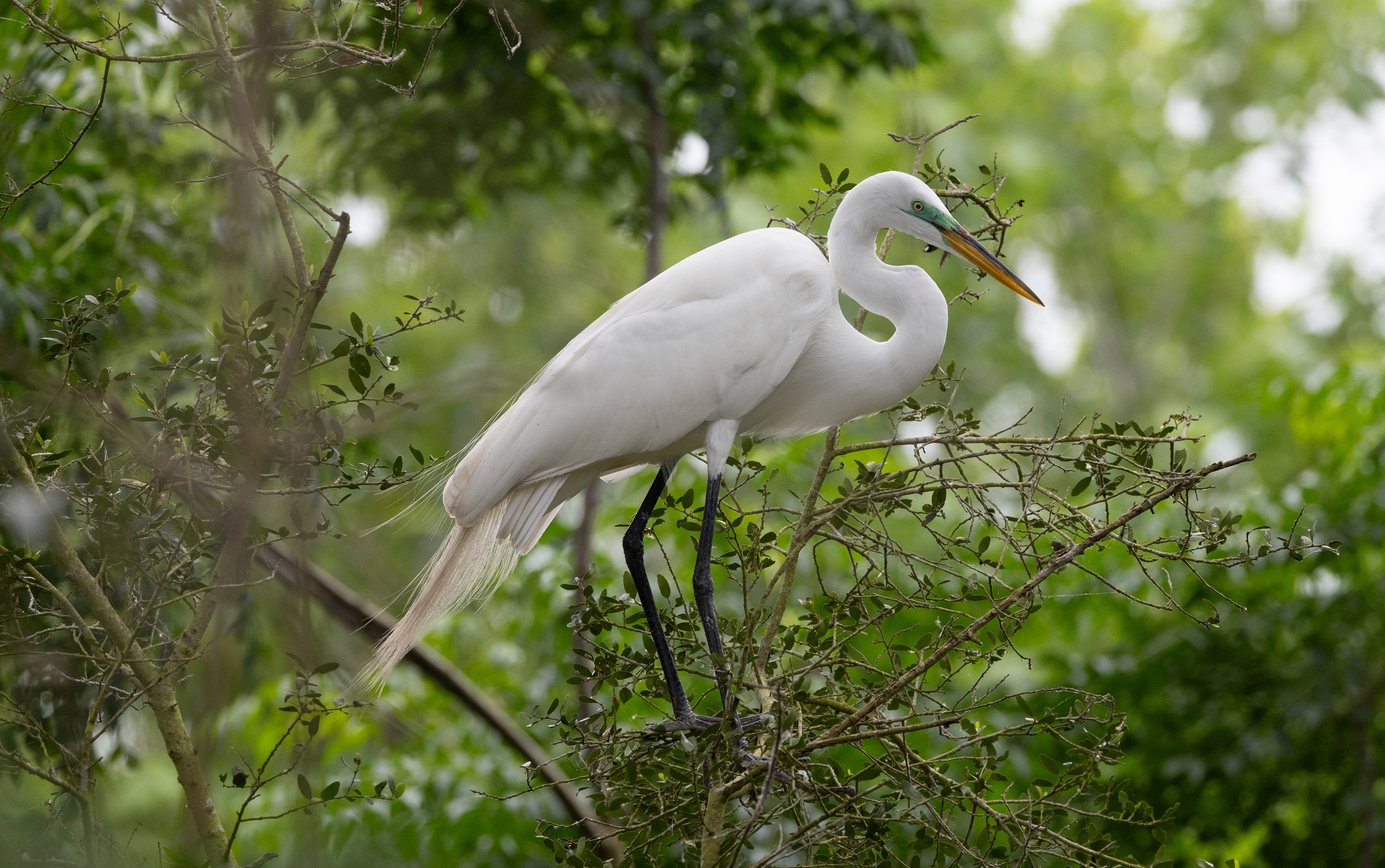 Great Egret