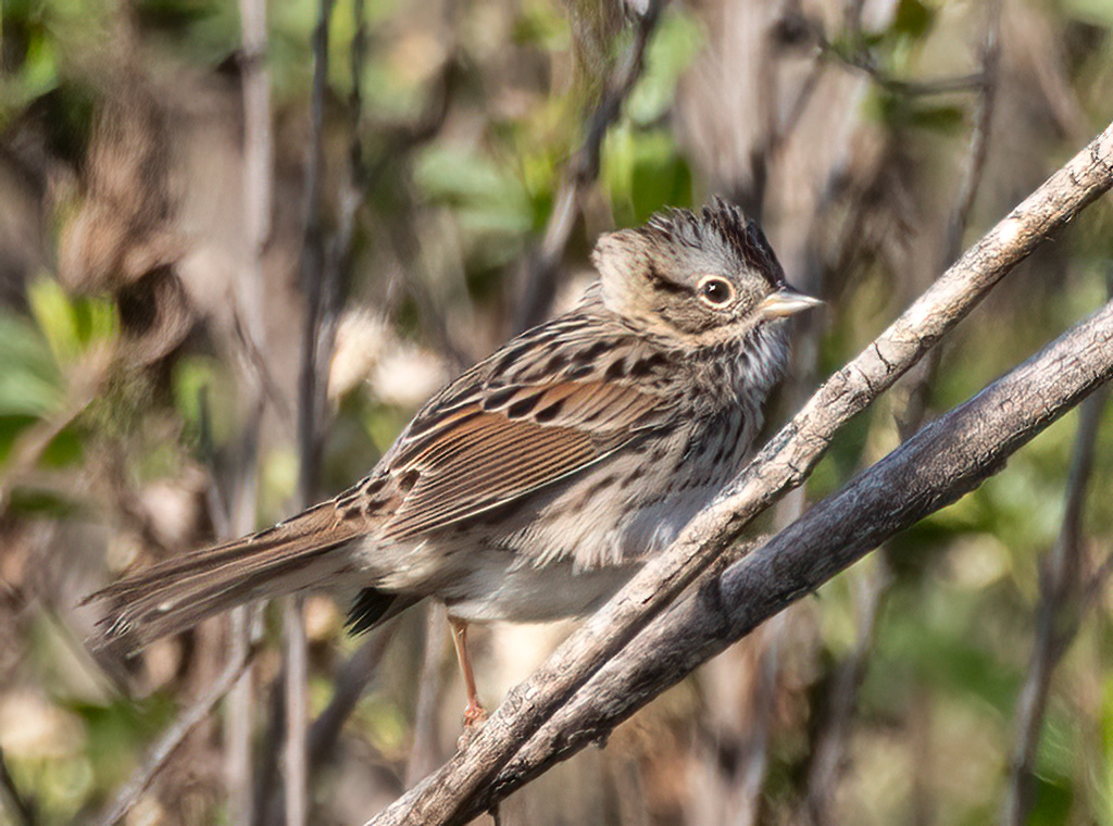 Lincoln's Sparrow