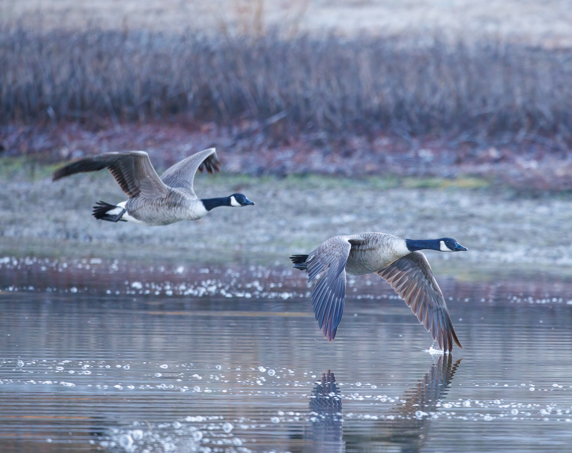 Canada Geese