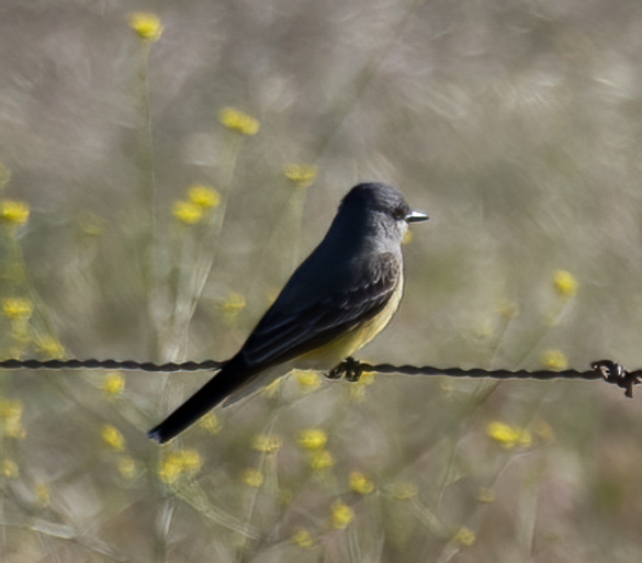 Cassin's Kingbird