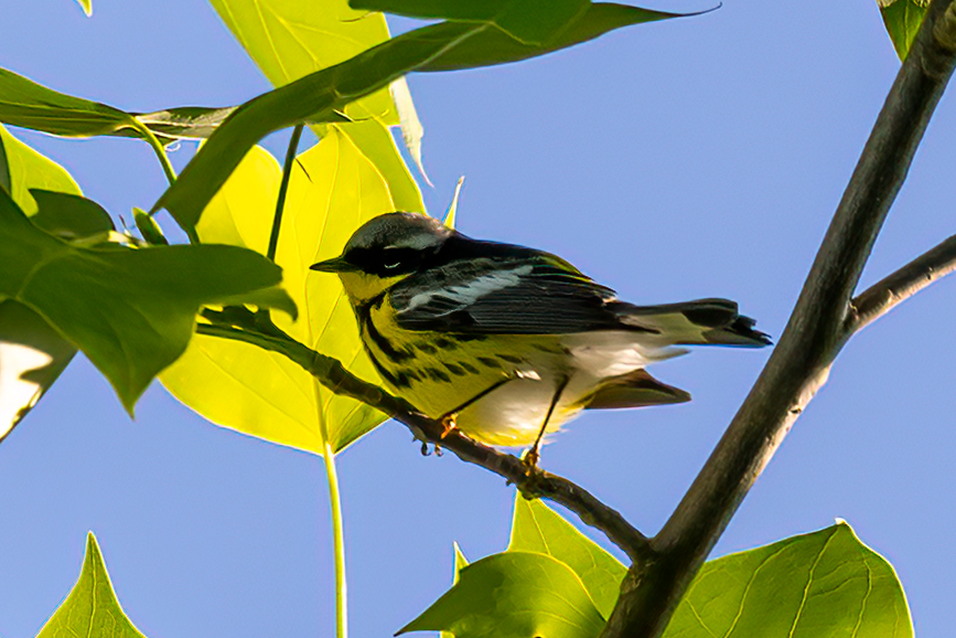 Magnolia Warbler