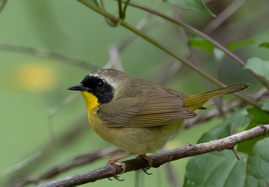 Common Yellowthroat