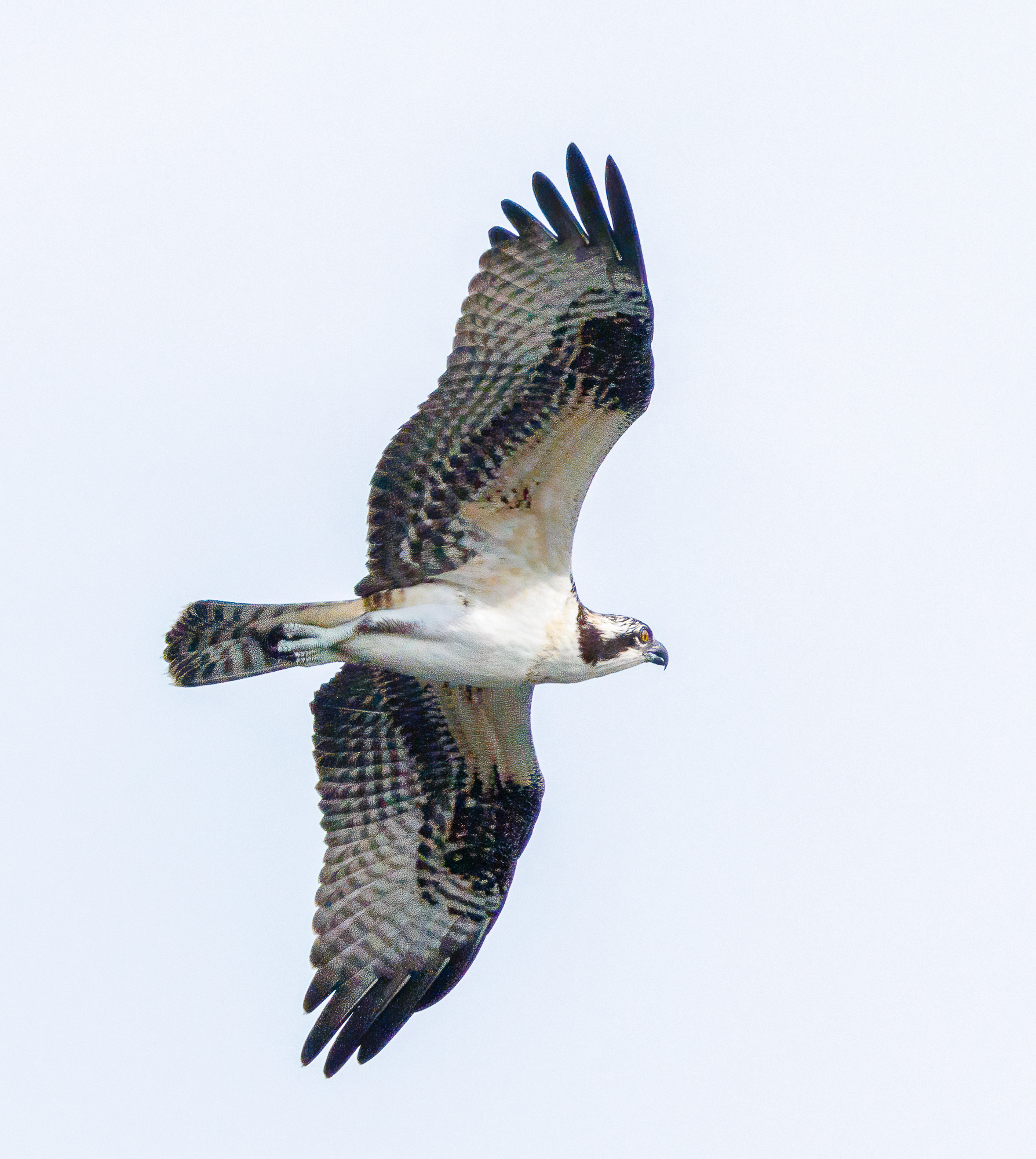 Osprey