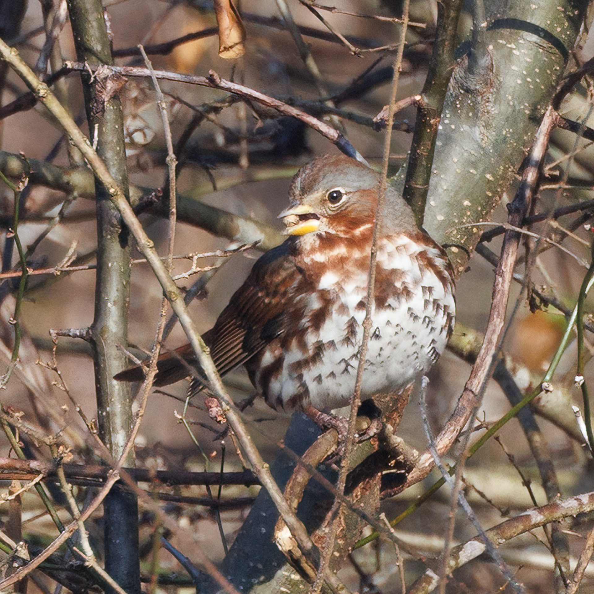 Fox Sparrow