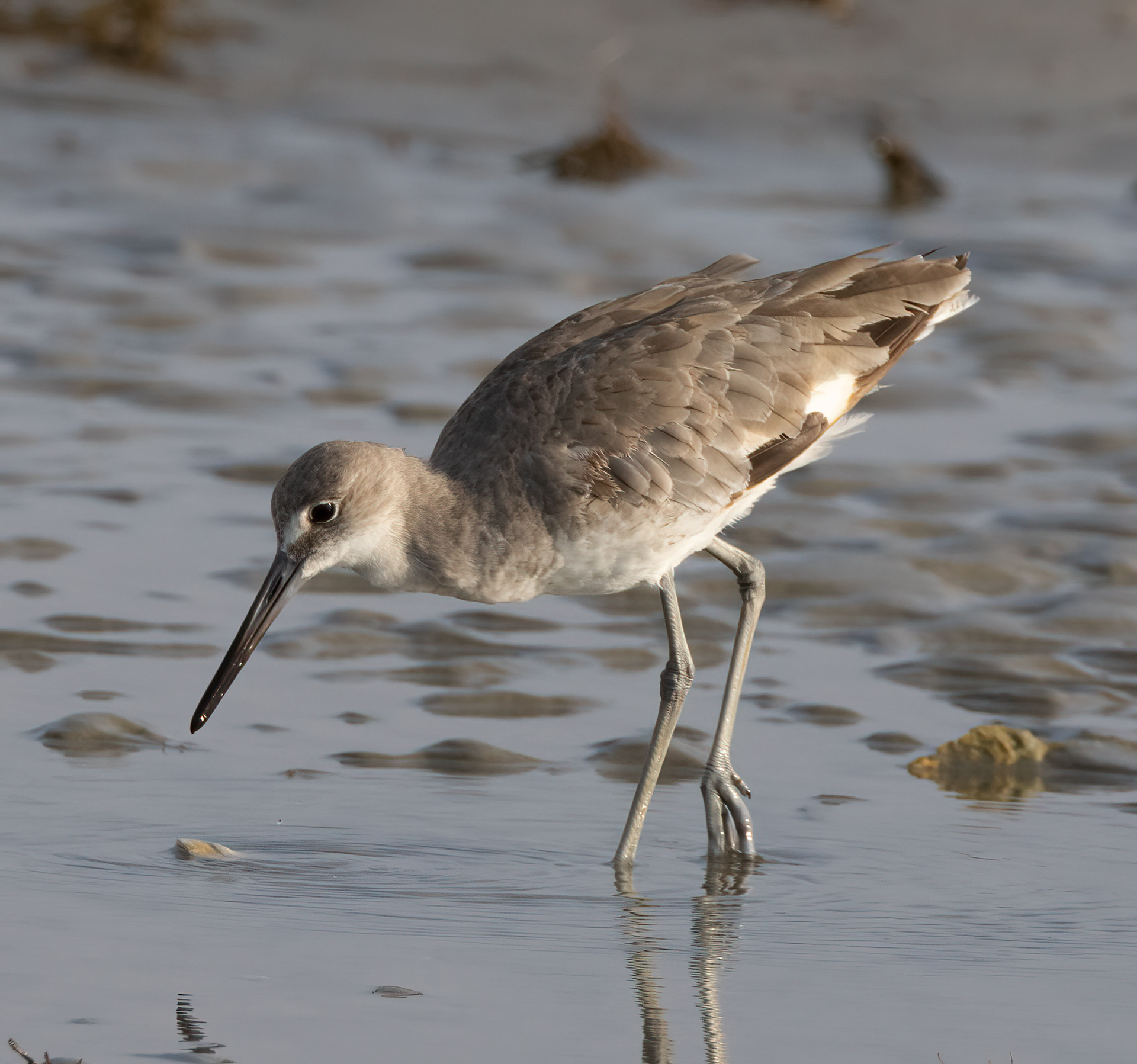 Willet
