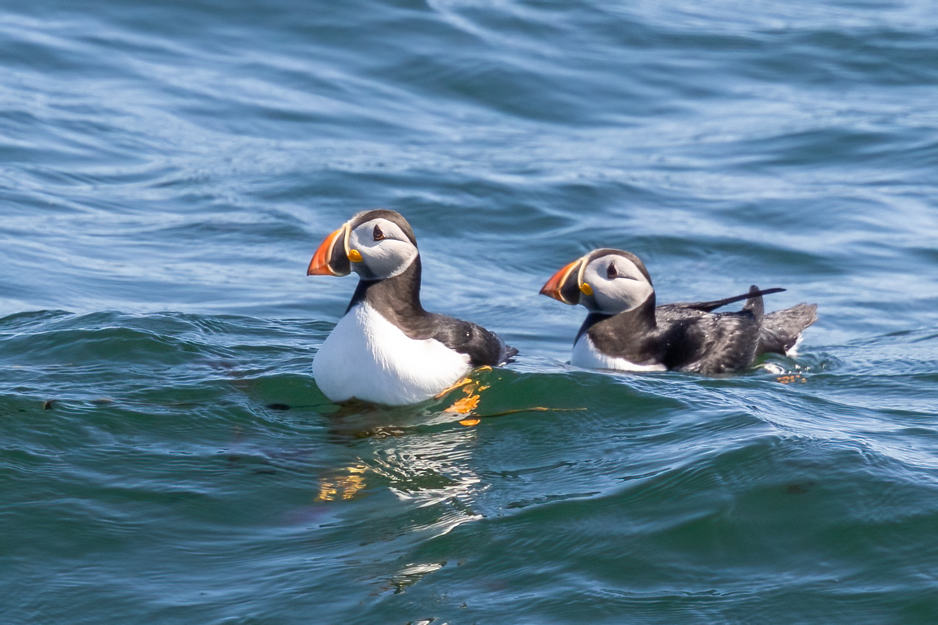 Atlantic Puffin