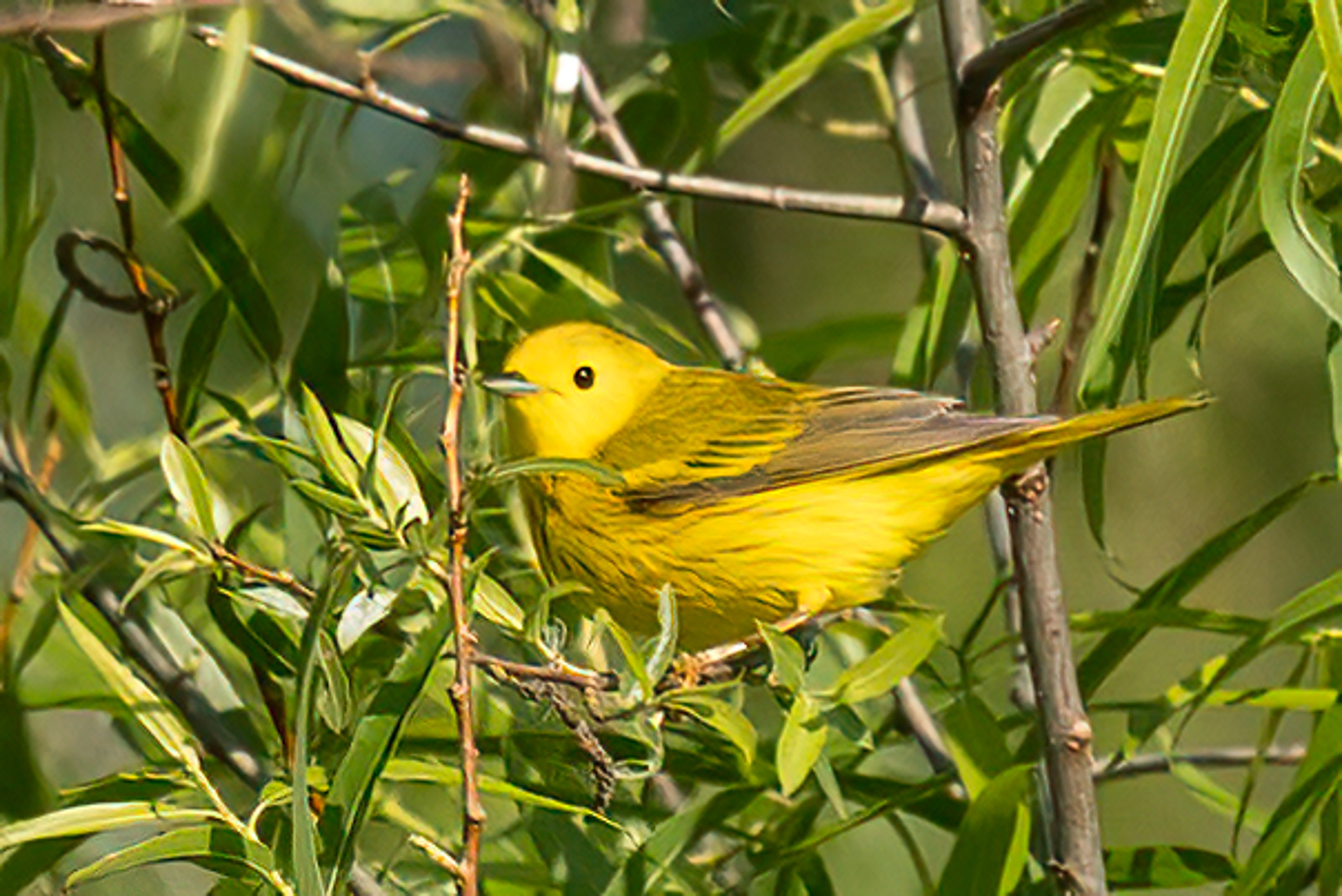 Northern Yellow Warbler