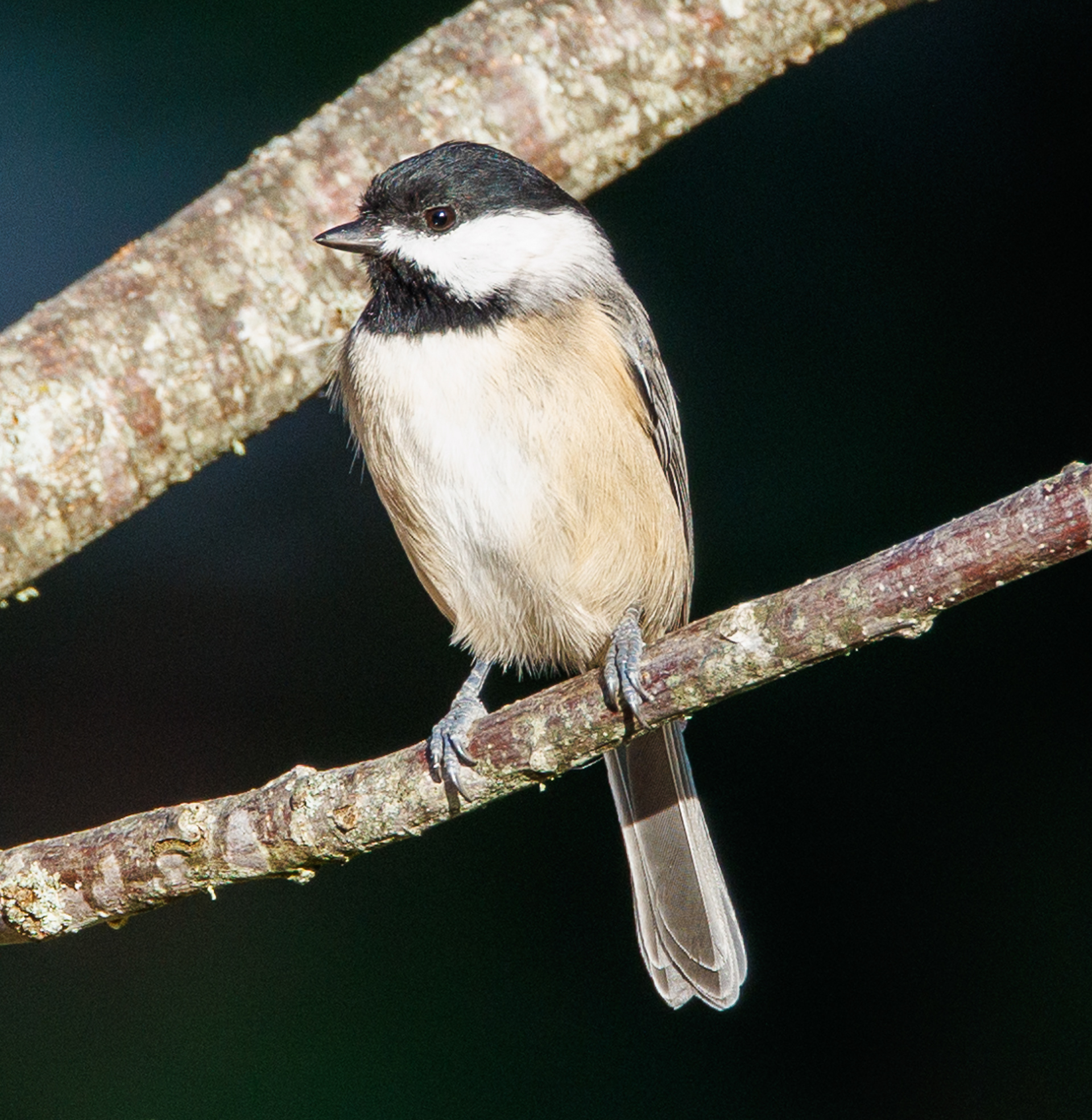 Carolina Chickadee